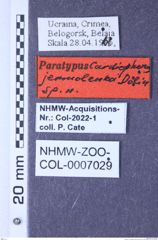 Etiketten zu Cardiophorus jermolenkoi (Dolin, 1969) (NHMW-ZOO-COL-0007029)